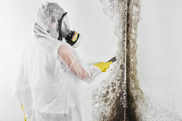 Best Commercial Mold Removal  in Camp Hill, AL