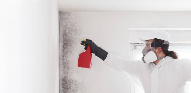 Best Black Mold Removal  in Camp Hill, AL