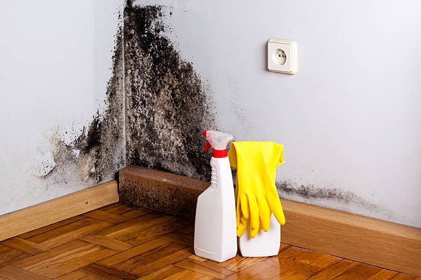 Certified Mold Removal in Camp Hill, AL