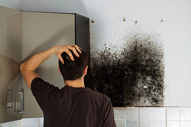 Best Fast Mold Removal  in Camp Hill, AL