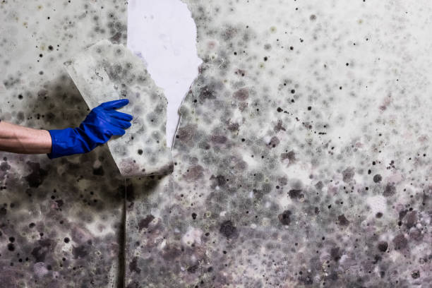 Best Residential Mold Removal  in Camp Hill, AL