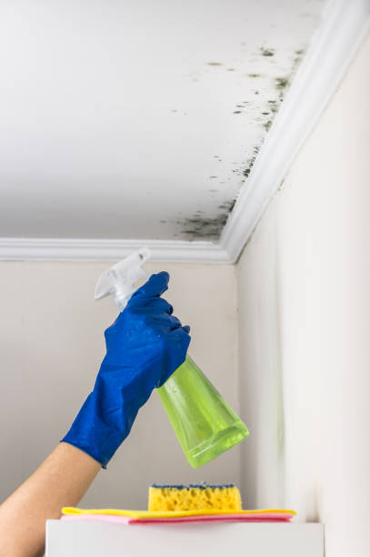 Reliable Camp Hill, AL Mold Removal Solutions