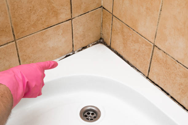Best Affordable Mold Removal  in Camp Hill, AL