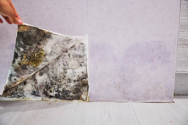 Best Mold Removal and Inspection  in Camp Hill, AL
